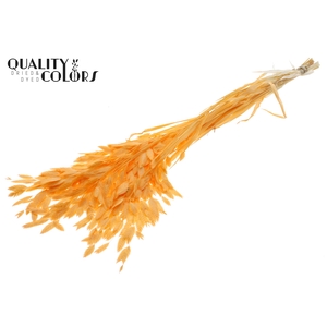 Chasmantium Preserved per bunch Bleached Salmon