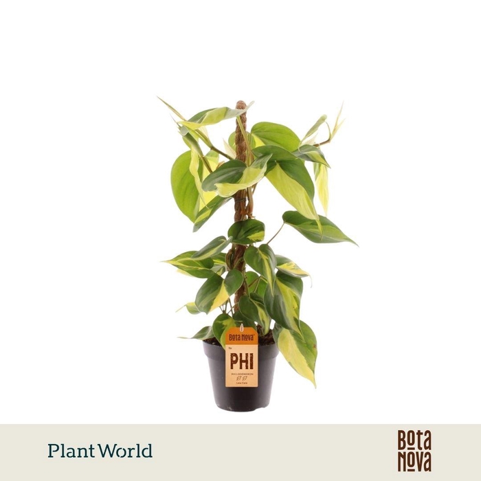 <h4>Philodendron Scandens Brasil Mosstok</h4>