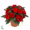 Impatiens NG Colorpower Dark Red 12Ø 25cm