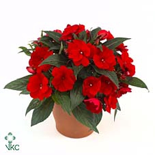 Impatiens New Guinea 12 cm rood