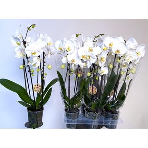 PHAL EL CASCADE