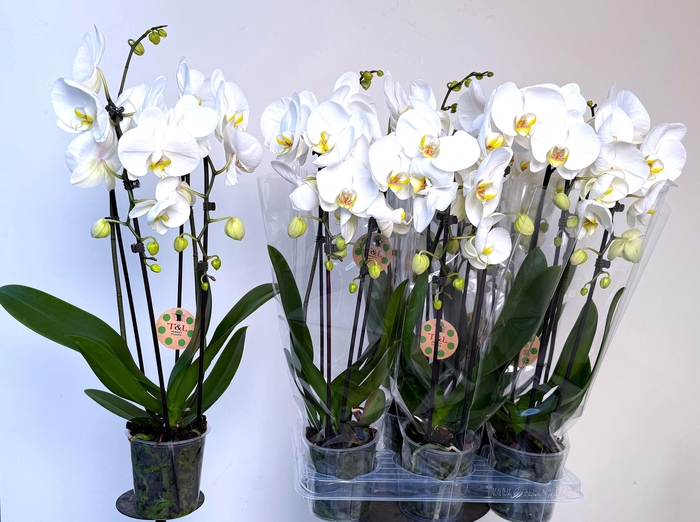<h4>PHAL EL CASCADE</h4>