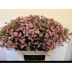 CHAME UN JUPITER SOL