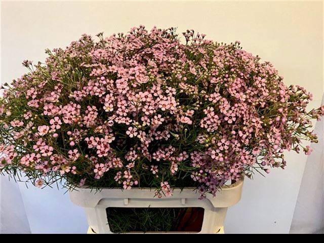 <h4>CHAME UN JUPITER SOL</h4>