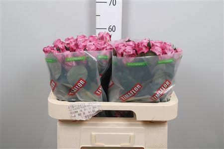 <h4>R Gr Maritim</h4>