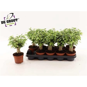 Fic Be Kinky Jute Stam Bont