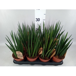 Sansevieria bacularis