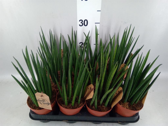<h4>Sansevieria bacularis</h4>