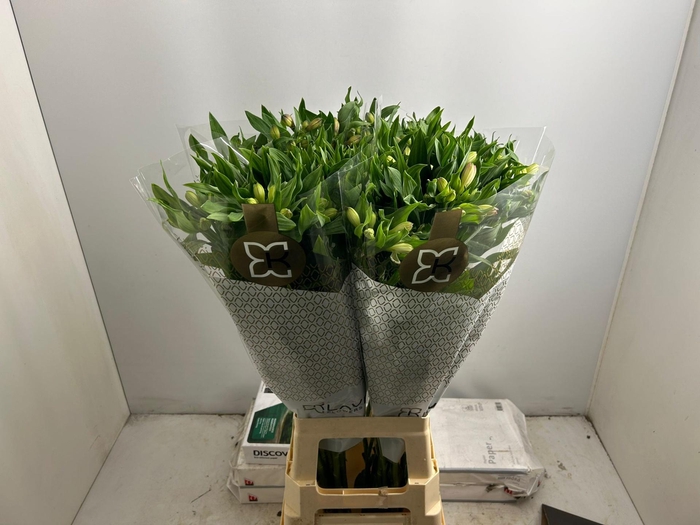 <h4>ALSTR GEM IN FUST</h4>