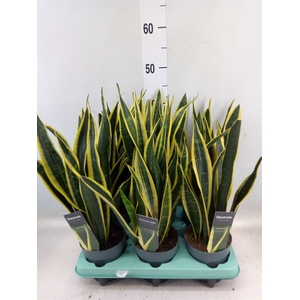 Sansevieria trifa. 'Black Gold'