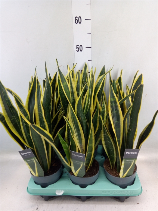 <h4>Sansevieria trifa. 'Black Gold'</h4>