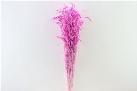 <h4>Dried Avena Salv Lilac Bunch</h4>