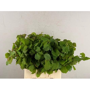 Corylusblad Aurea Groen