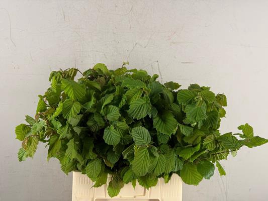 Corylusblad Aurea Groen
