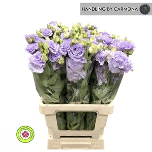 EUS G CROMA LAVENDER