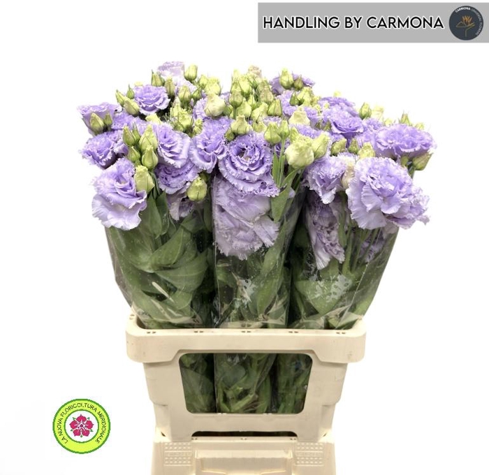 <h4>EUS G CROMA LAVENDER</h4>
