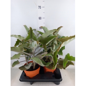 Kalanchoe NF beharensis