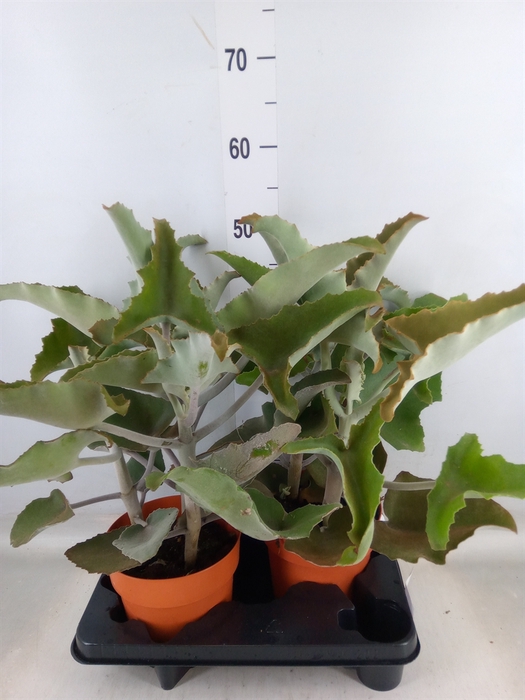 <h4>Kalanchoe NF beharensis</h4>