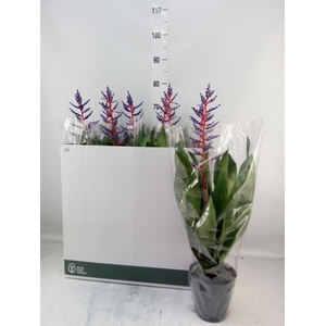 Aechmea  'Blue Rain'