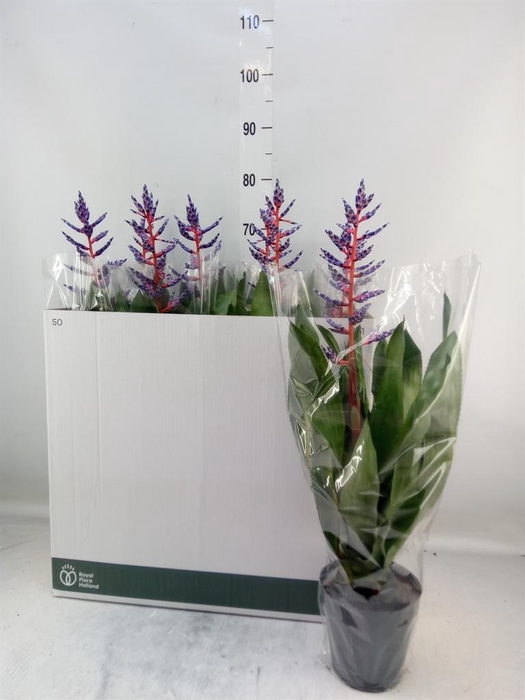 <h4>Aechmea  'Blue Rain'</h4>
