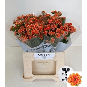 KAL FLAMIN OR MEADOW