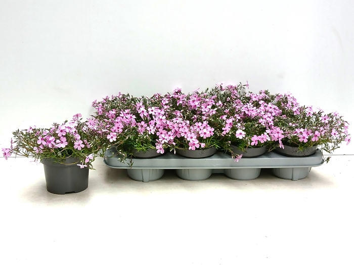 <h4>PHLOX S FAB ROSE</h4>