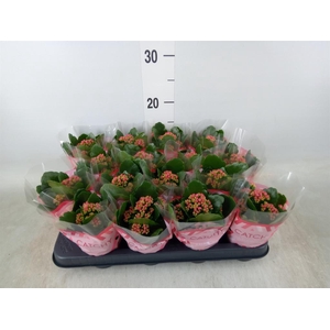 Kalanchoe blos. 'Garbo lilac'