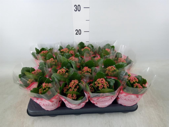 <h4>Kalanchoe blos. 'Garbo lilac'</h4>