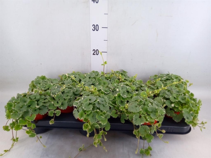 <h4>Nepeta   ...</h4>