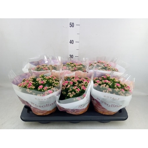 Kalanchoe blos. 'RosDon Nando'