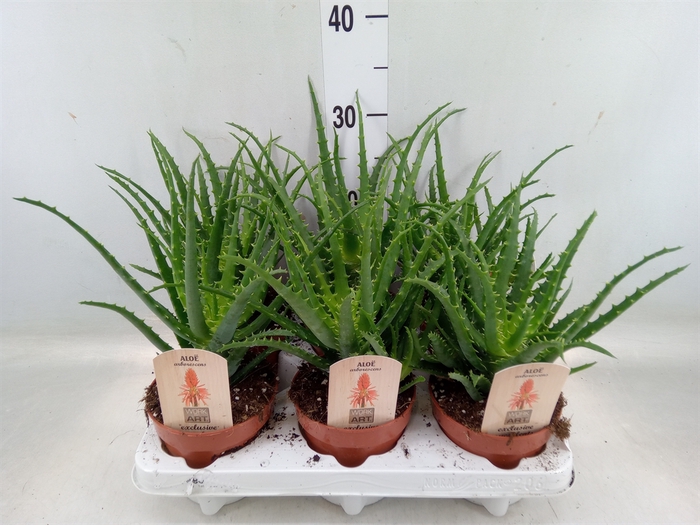 <h4>Aloe arborescens</h4>