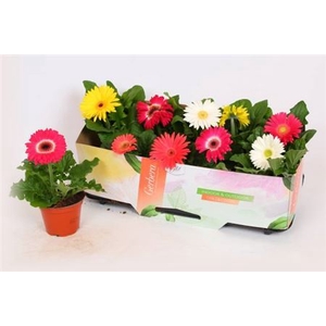 Gerbera Open Air Gemengd