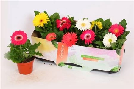 <h4>Gerbera Open Air Gemengd</h4>