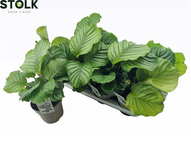 <h4>CALAT ORBIFOLIA</h4>