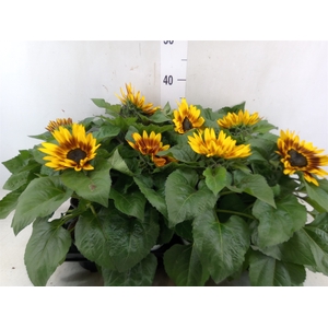 Helianthus an. 'Tiger Eye'