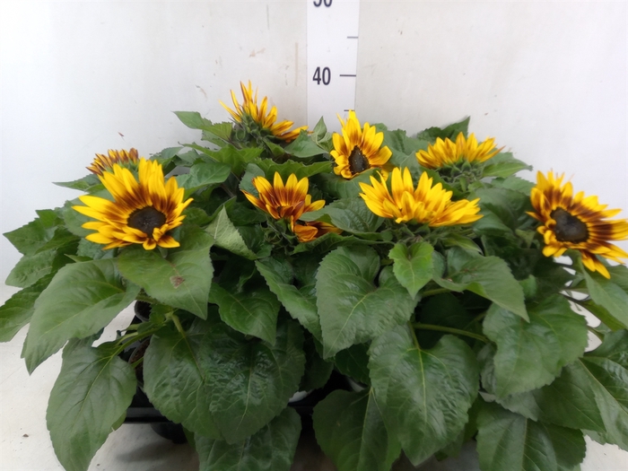 <h4>Helianthus an. 'Tiger Eye'</h4>