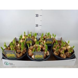 Narcissus  'Tete a tete'