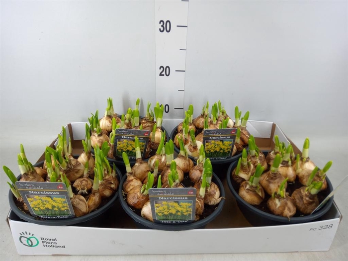 <h4>Narcissus  'Tete a tete'</h4>