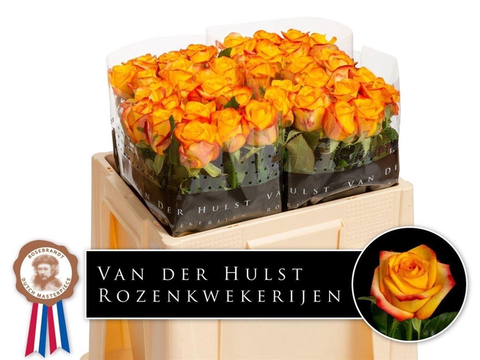 <h4>Rosa a grande fleur Catalunya+</h4>