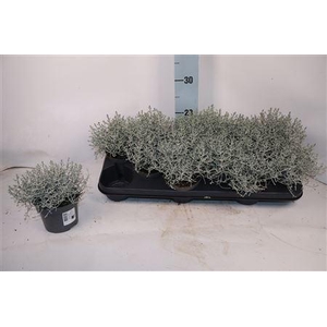 Leucoph Brownii