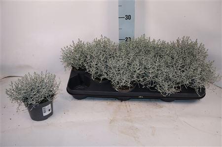 <h4>Leucoph Brownii</h4>