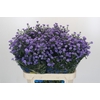 Aster Baby Blue