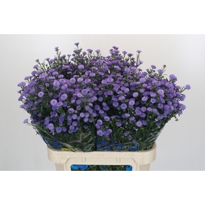 Aster Baby Blue