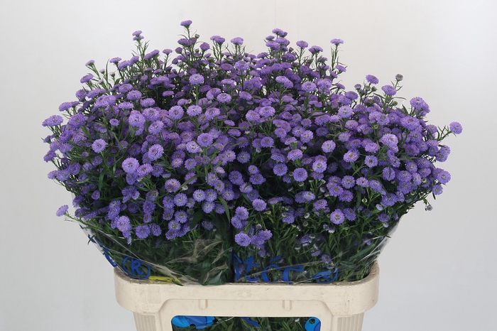 Aster Baby Blue