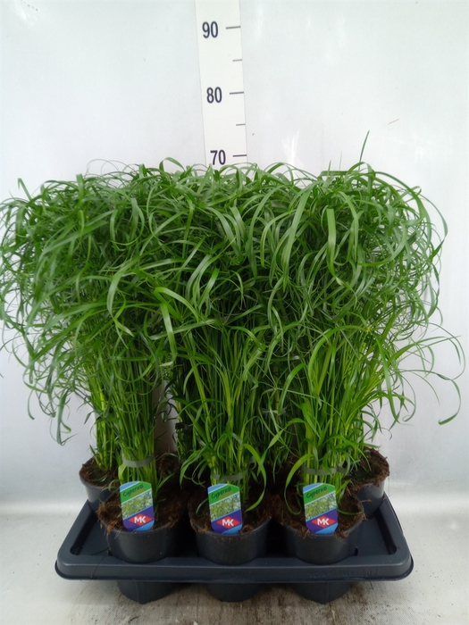 <h4>Cyperus alternifolius</h4>