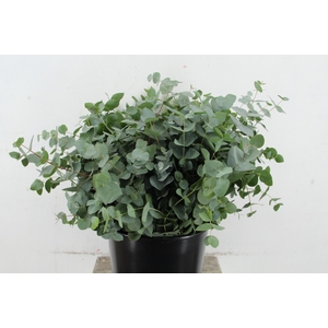 EUC CINEREA 150GR SHORT