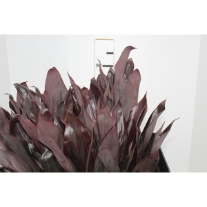 FOLHAGEM DRACENA BLACK 070 CM