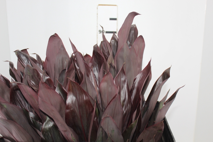 FOLHAGEM DRACENA BLACK 070 CM