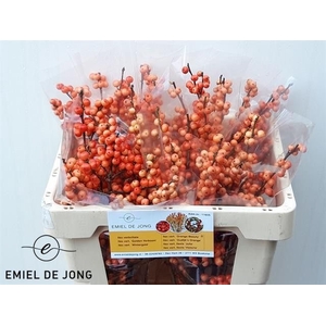 Ilex oudijk's orange