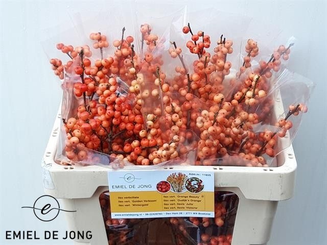 <h4>Ilex oudijk's orange</h4>